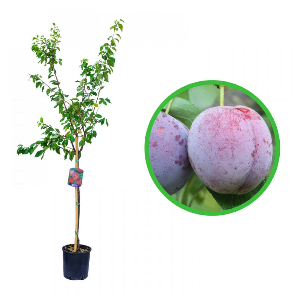 Prun Santa Rosa, Prunus Domestica