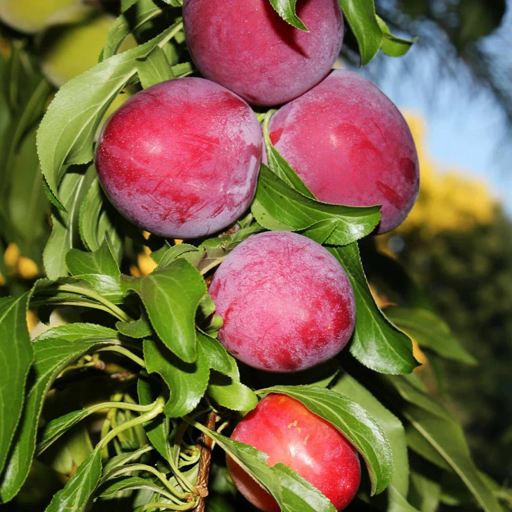 Prun Santa Rosa, Prunus Domestica