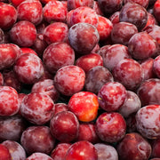 Prun Santa Rosa, Prunus Domestica