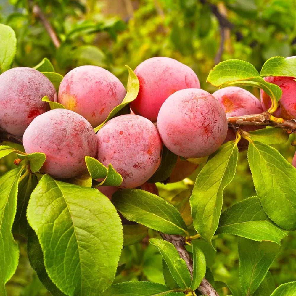 Prun Sorriso Primavera, Prunus Domestica