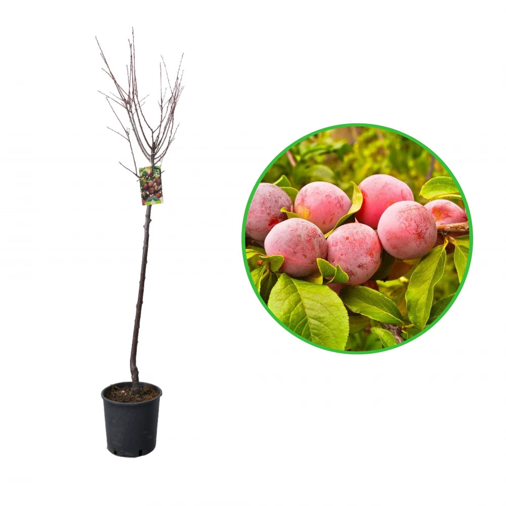 Prun Sorriso Primavera, Prunus Domestica