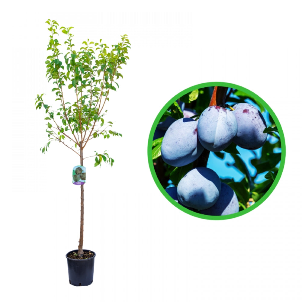 Prun Stanley, Prunus Domestica