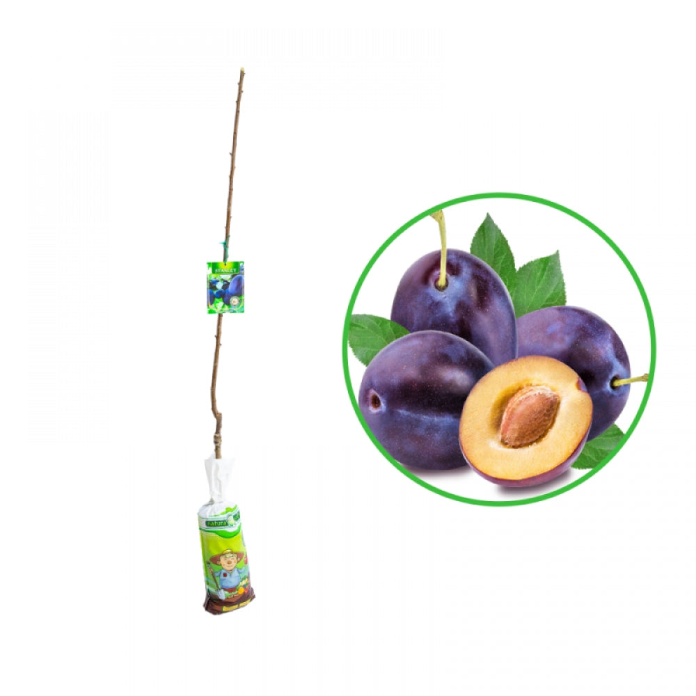 Prun Stanley, Prunus Domestica