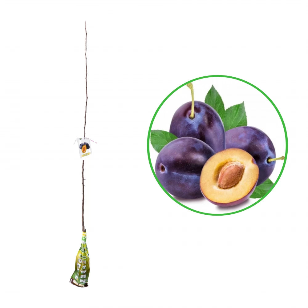 Prun Stanley, Prunus Domestica