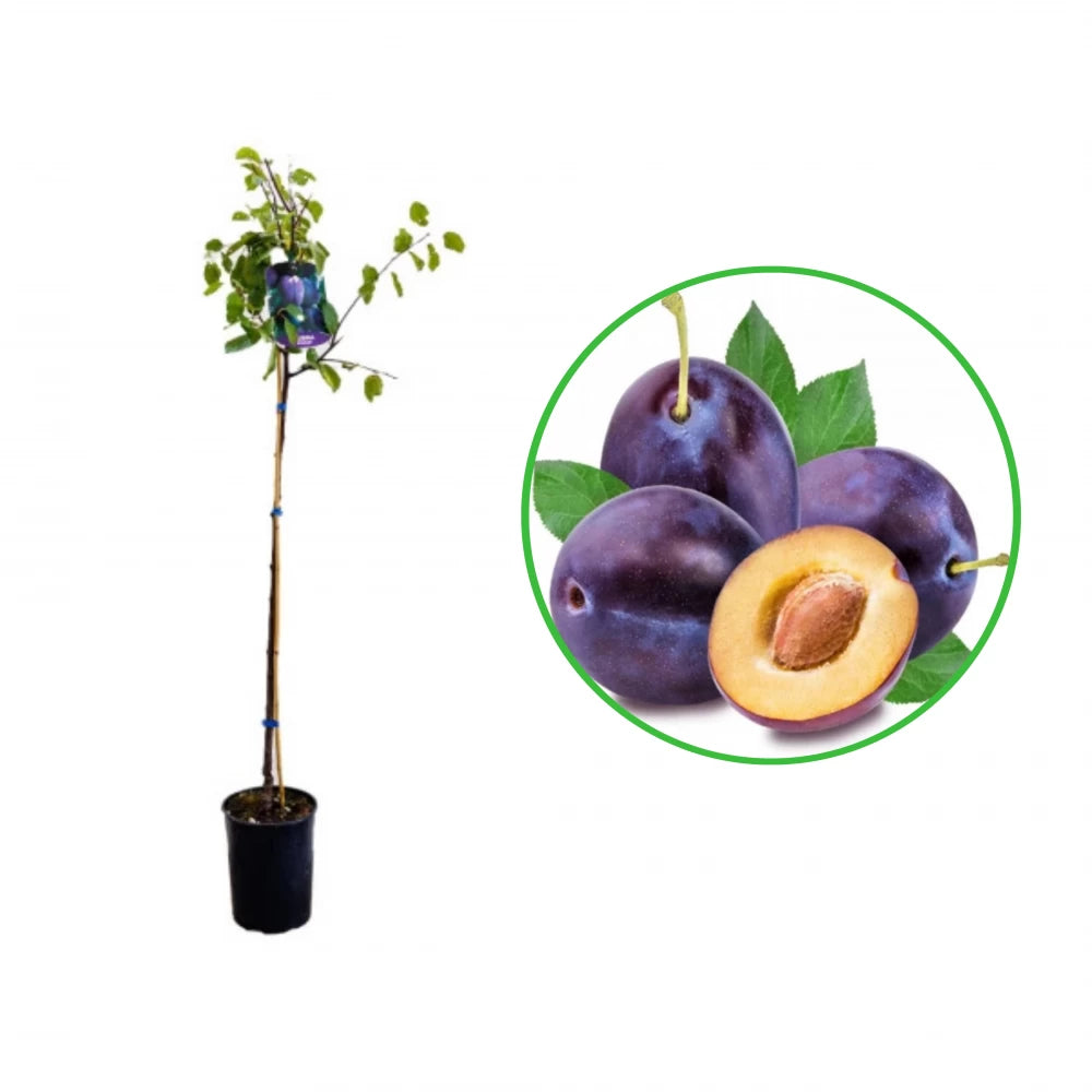 Prun Stanley, Prunus Domestica