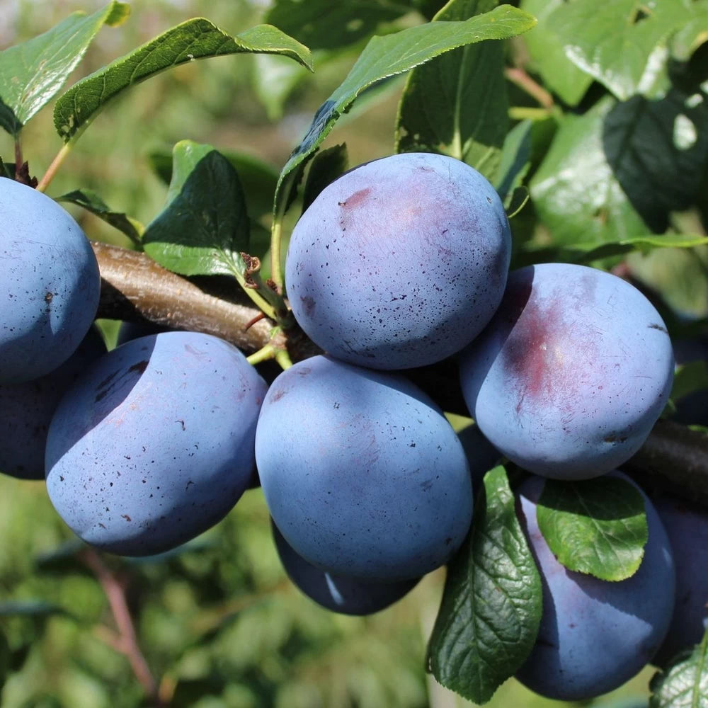Prun Top Hit, Prunus Domestica