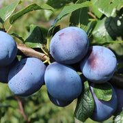 Prun Top Hit, Prunus Domestica