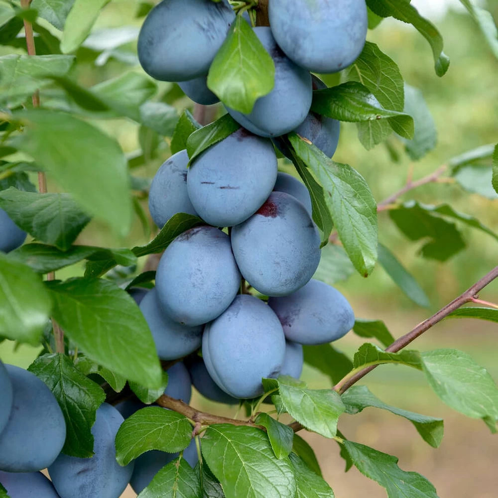 Prun Top Hit, Prunus Domestica