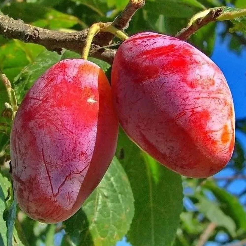 Prun Zuchella, Prunus Domestica