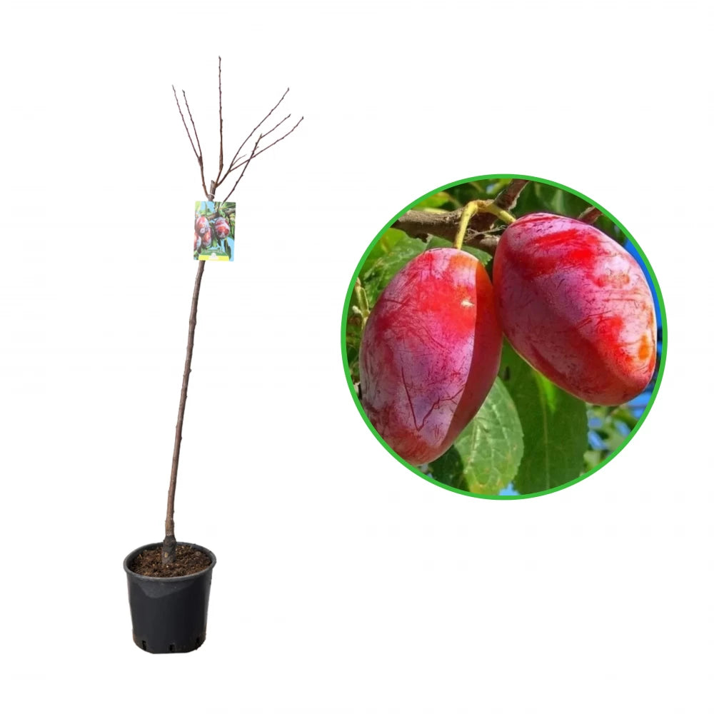 Prun Zuchella, Prunus Domestica