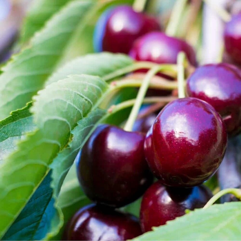 Cires Acru, Prunus Avium Amarena