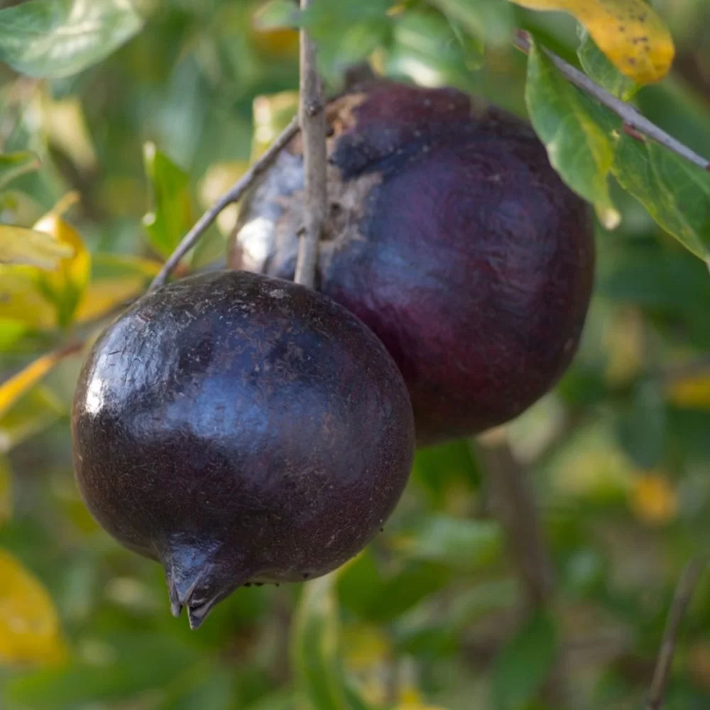 Rodiu Nero, Punica Granatum