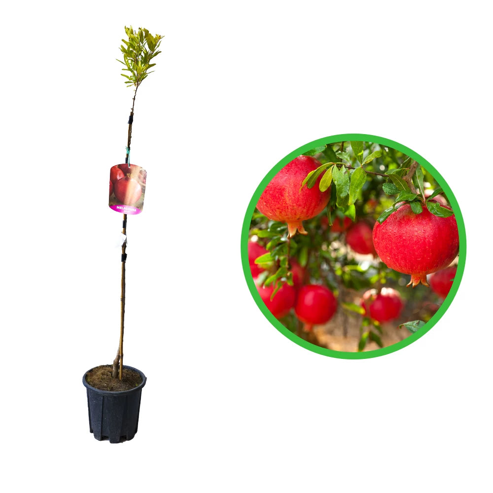 Rodiu Acco pe Tulpina, Punica Granatum