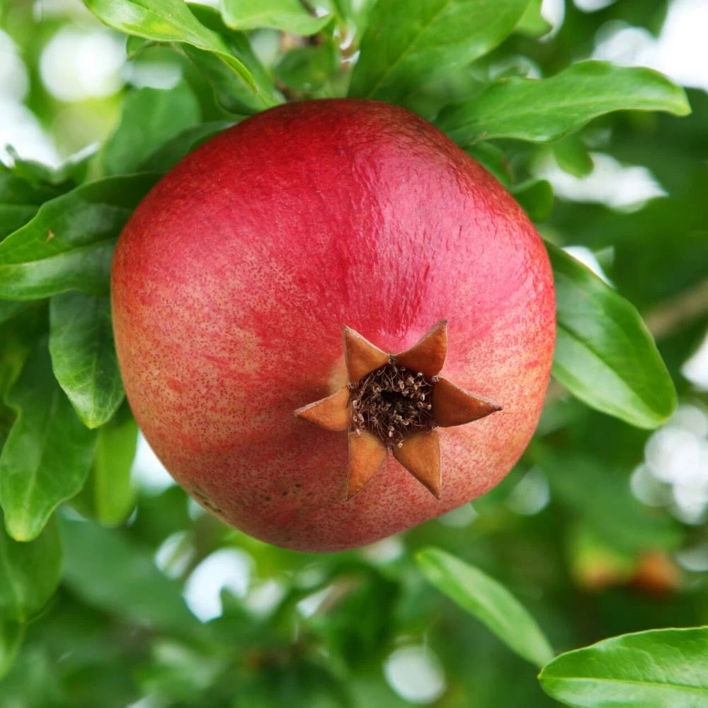 Rodiu Acco pe Tulpina, Punica Granatum