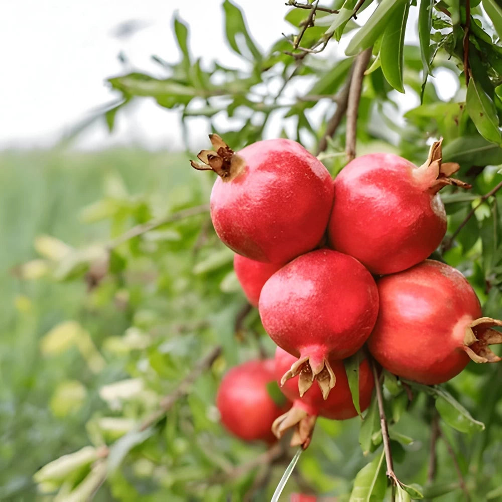 Rodiu Acco, Punica Granatum