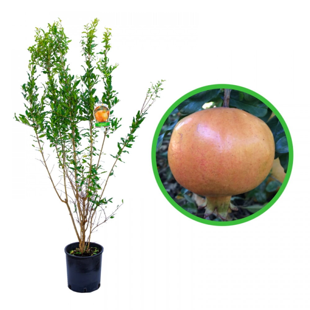 Rodiu Dente Di Cavallo, Punica Granatum