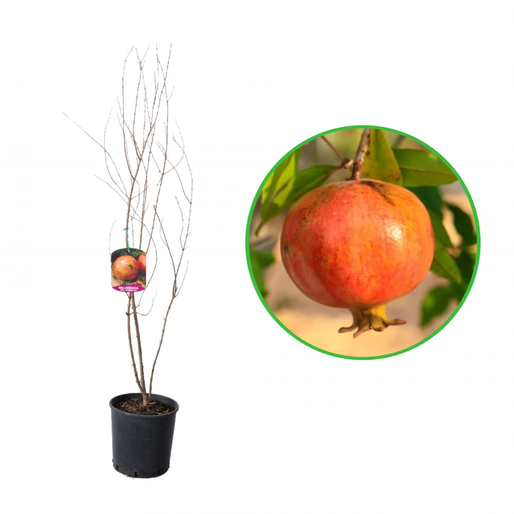 Rodiu Mollar D Elche, Punica Granatum