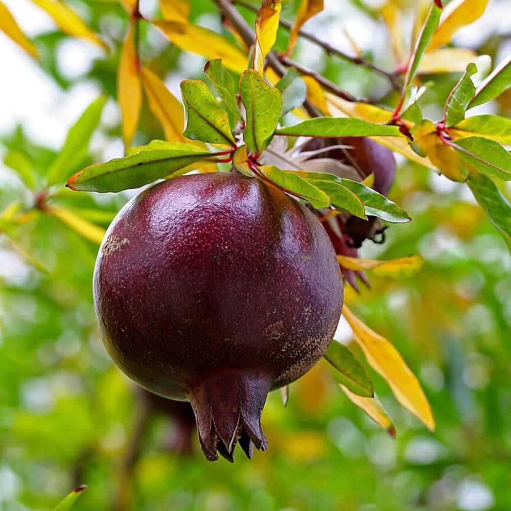 Rodiu Nero, Punica Granatum