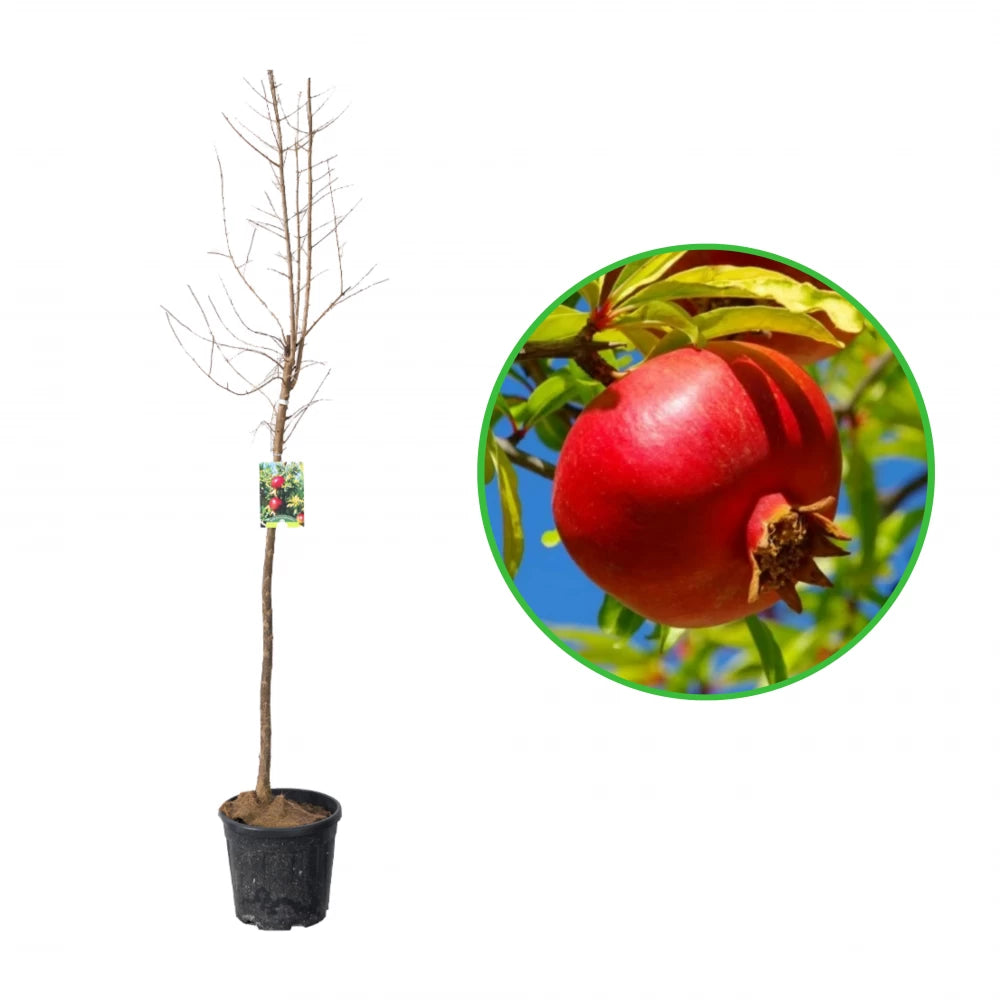 Rodiu pe Tulpina Melograni, Punica Granatum