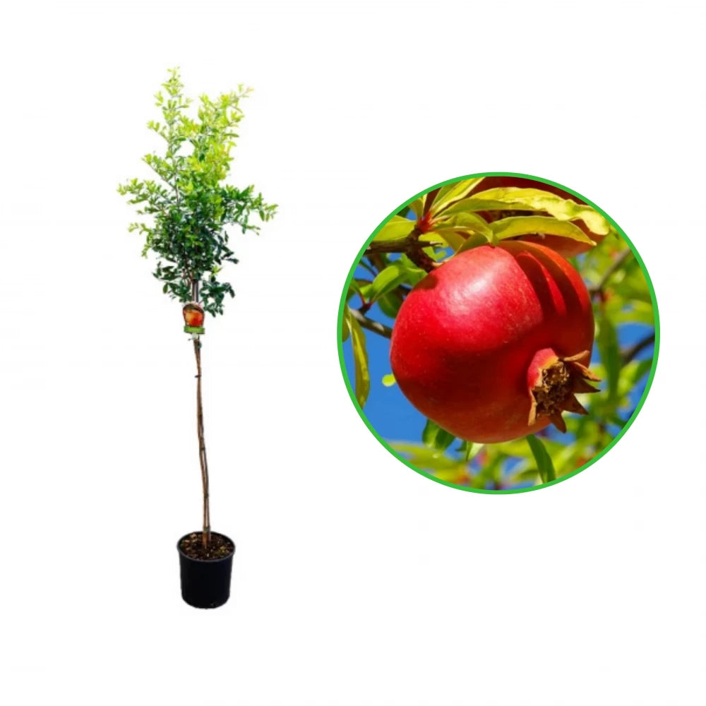 Rodiu pe Tulpina Melograni, Punica Granatum