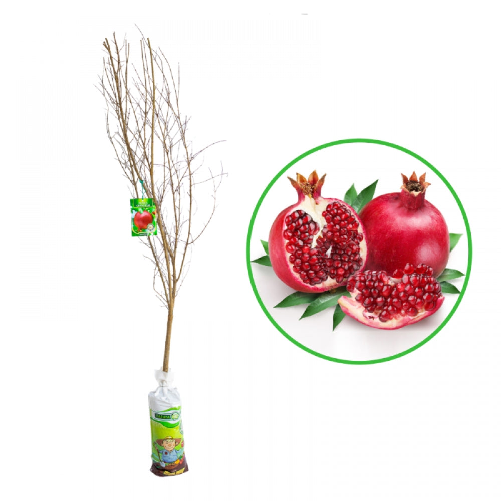 Rodiu, Punica Granatum