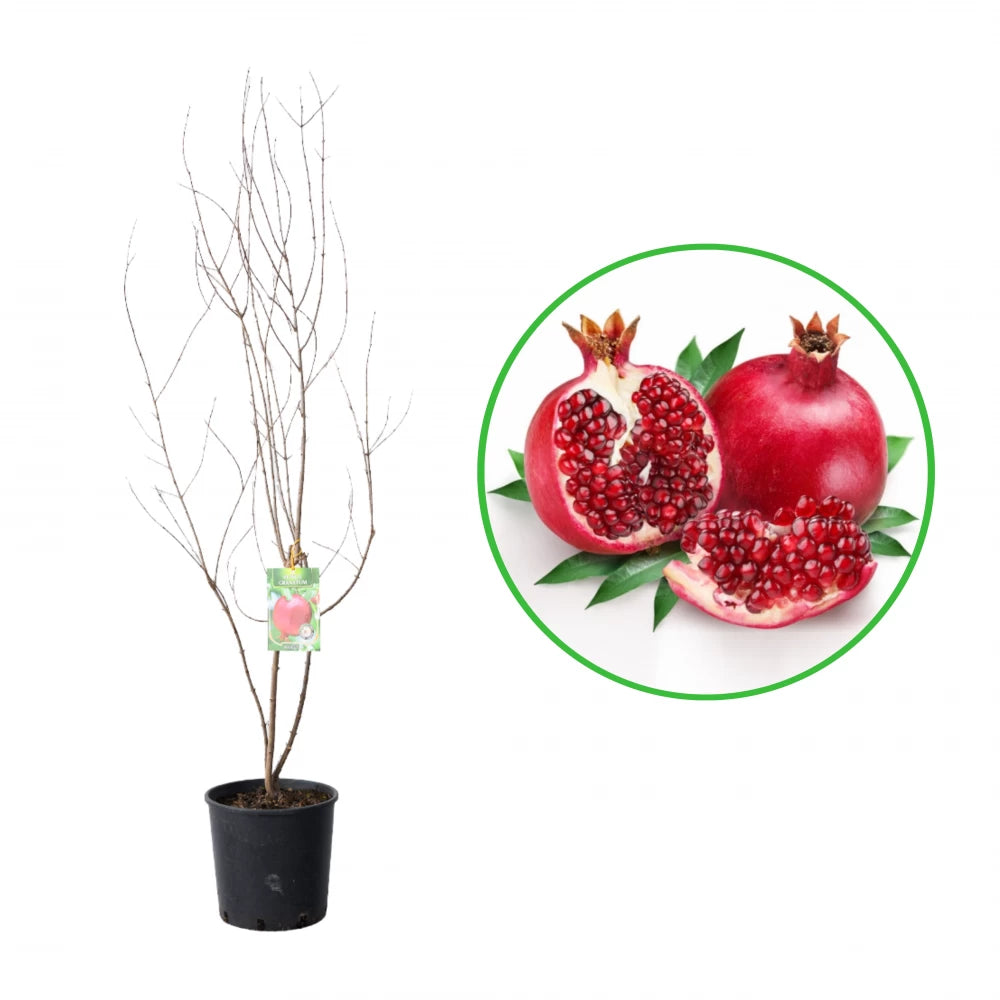 Rodiu, Punica Granatum