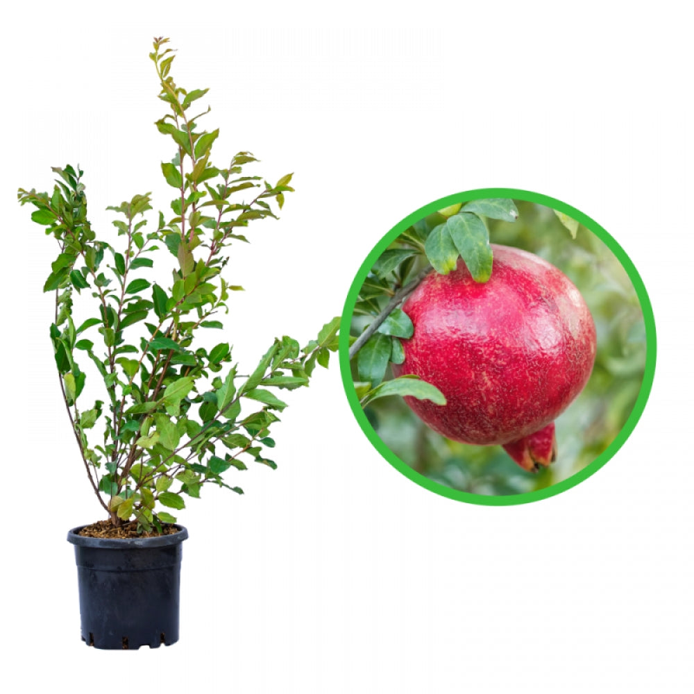 Rodiu, Punica Granatum