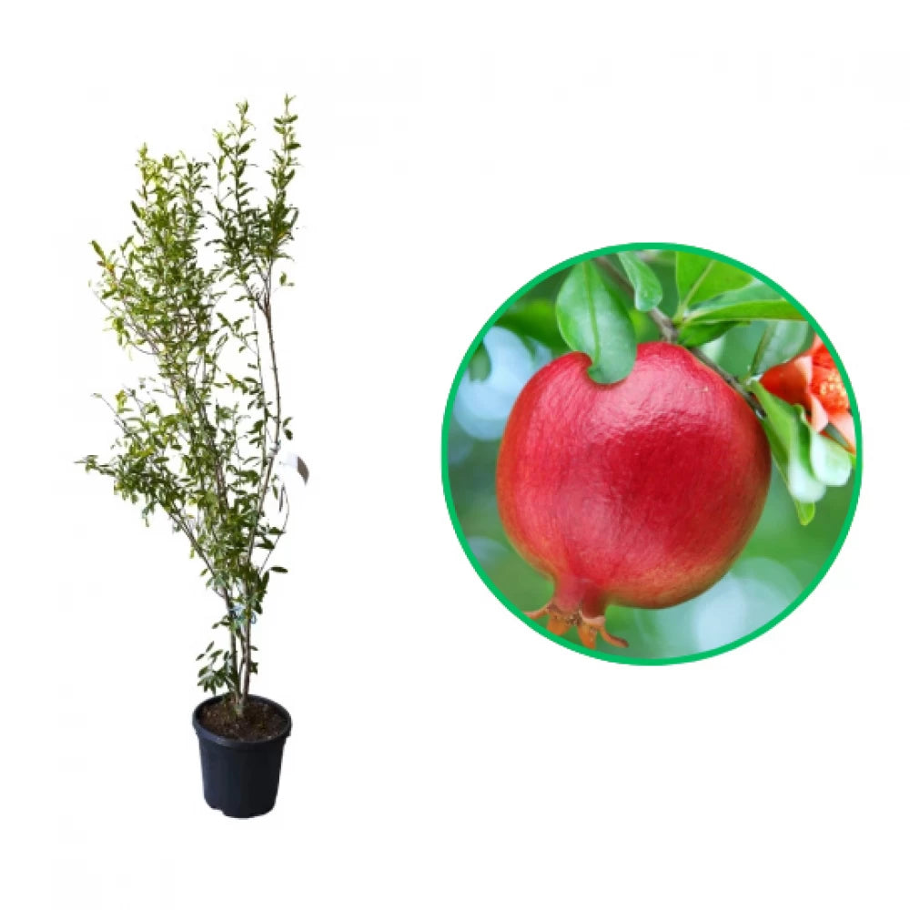 Rodiu Wonderful, Punica Granatum