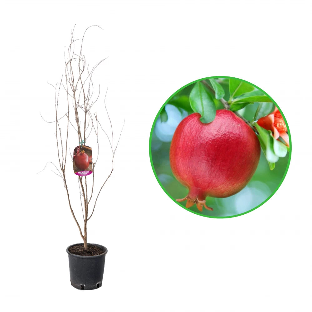 Rodiu Wonderful, Punica Granatum