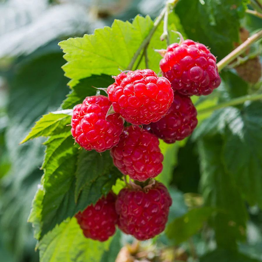 Zmeur Willamette, Rubus Idaeus Willamette