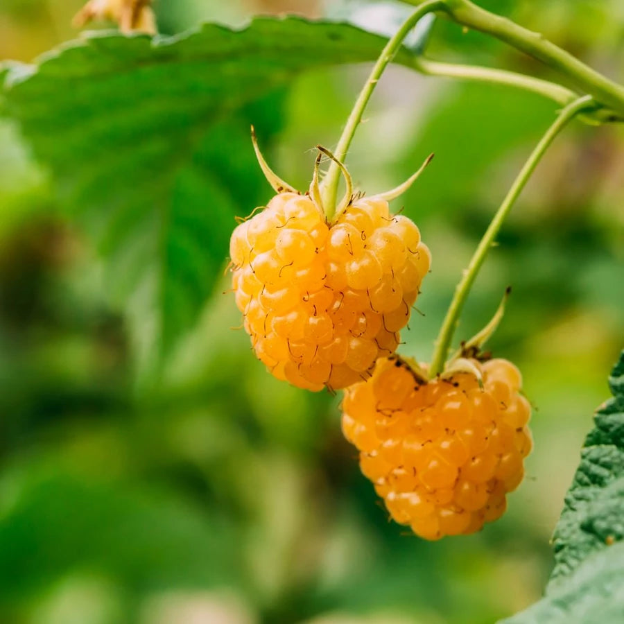 Zmeur Alpen Gold, Rubus Idaeus Alpen Gold