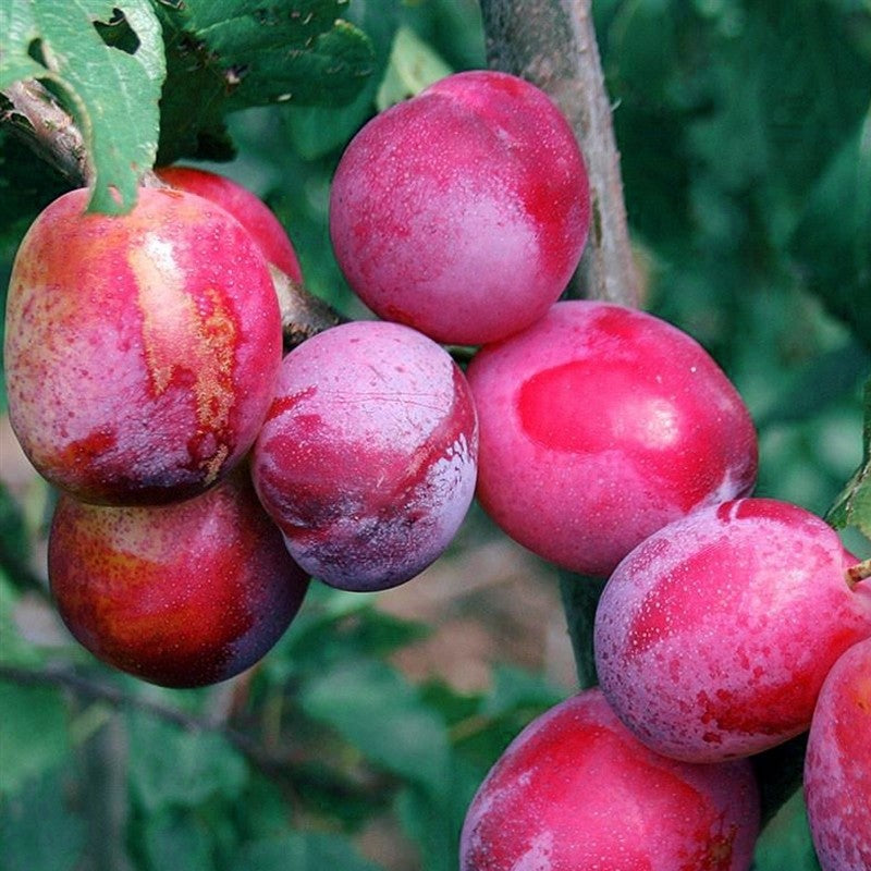 Prun Sangue di Drago, Prunus Domestica