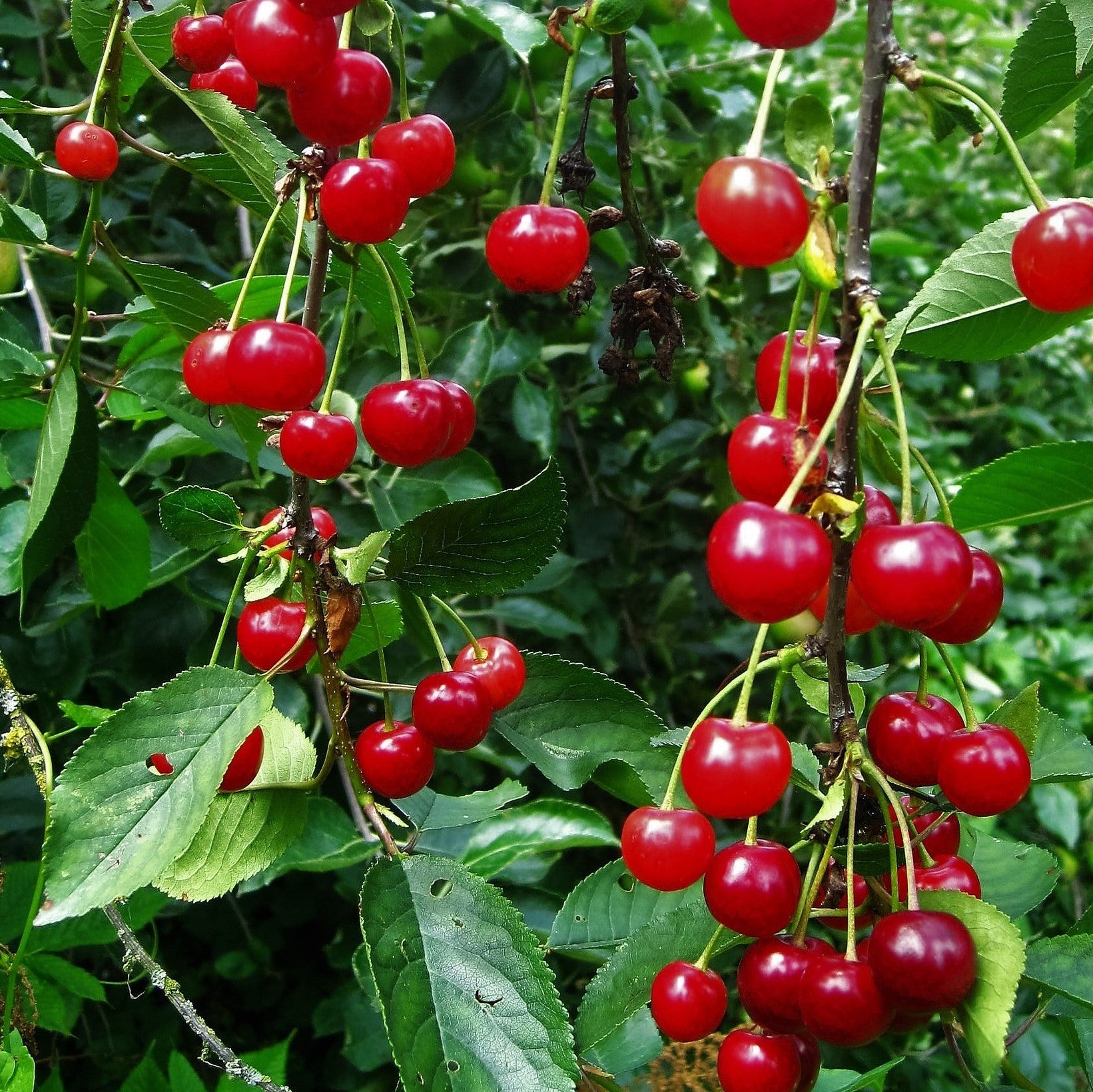 Visin Schattenmorelle, Prunus Cerasus