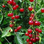 Visin Schattenmorelle, Prunus Cerasus