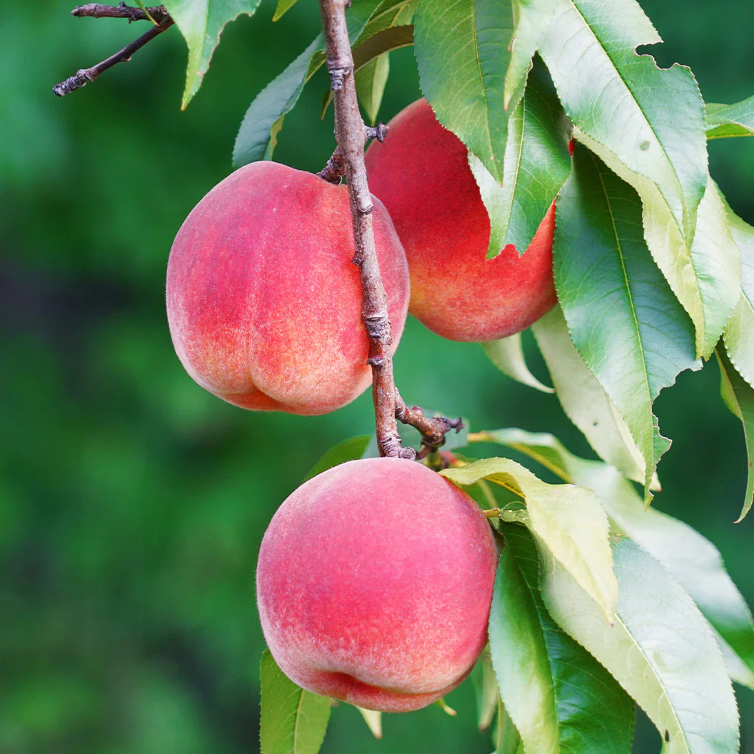Piersic Velvet, Prunus Persica