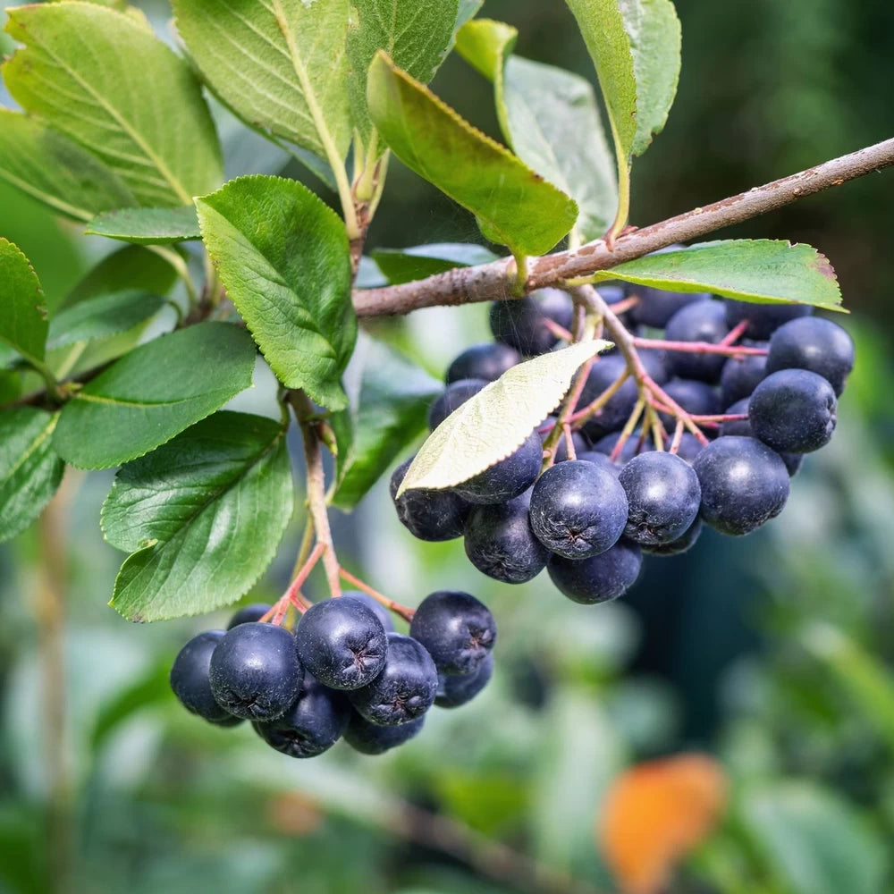 Scorus Negru, Aronia Melanocarpa Nero