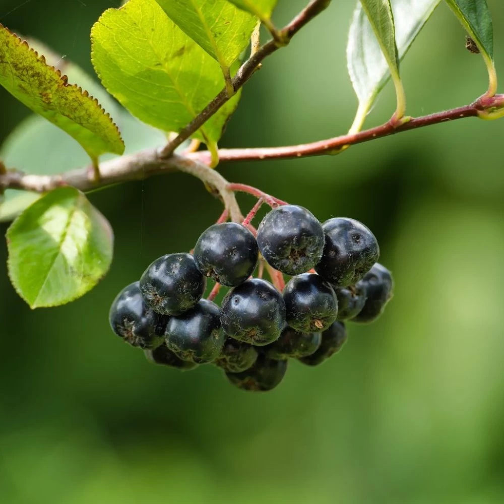 Scorus Negru Hugin, Aronia Melanocarpa