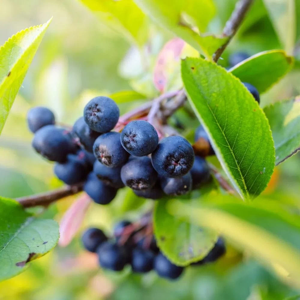 Scorus Negru Hugin, Aronia Melanocarpa