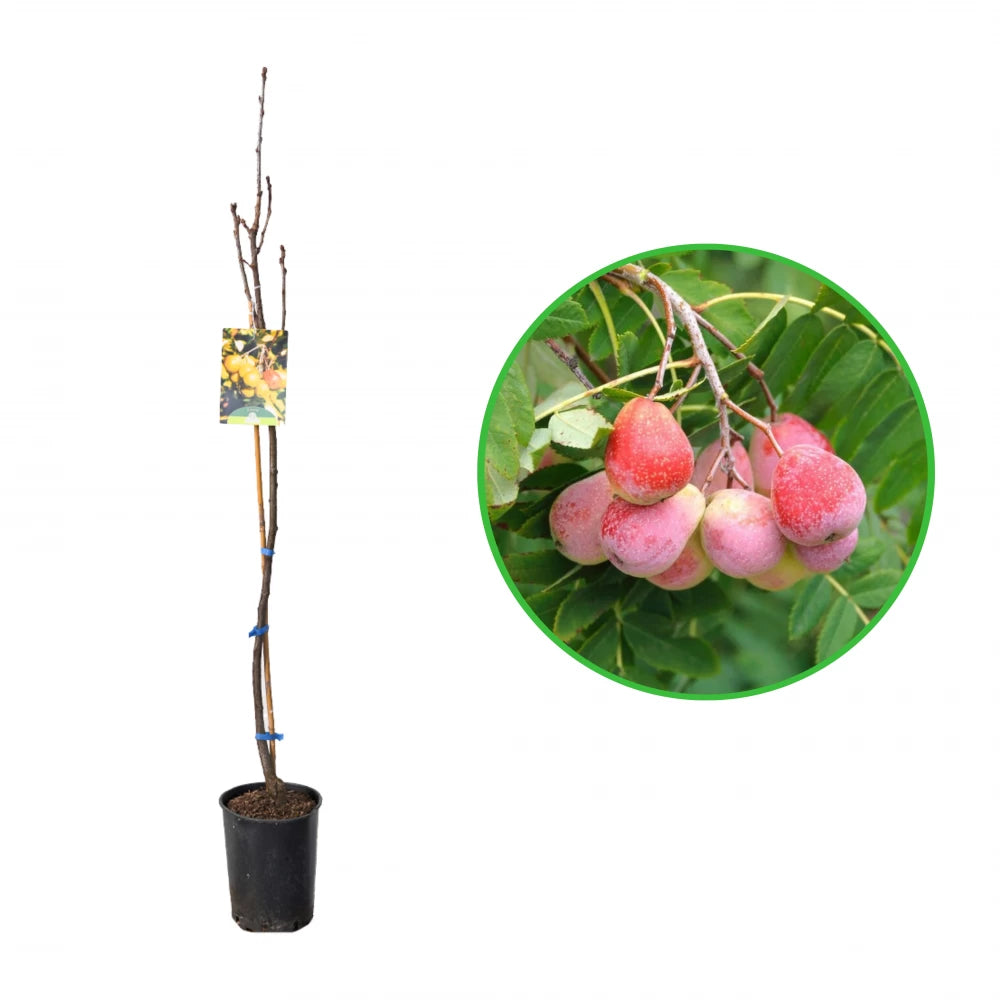 Scorus Domestic, Sorbus Domestica