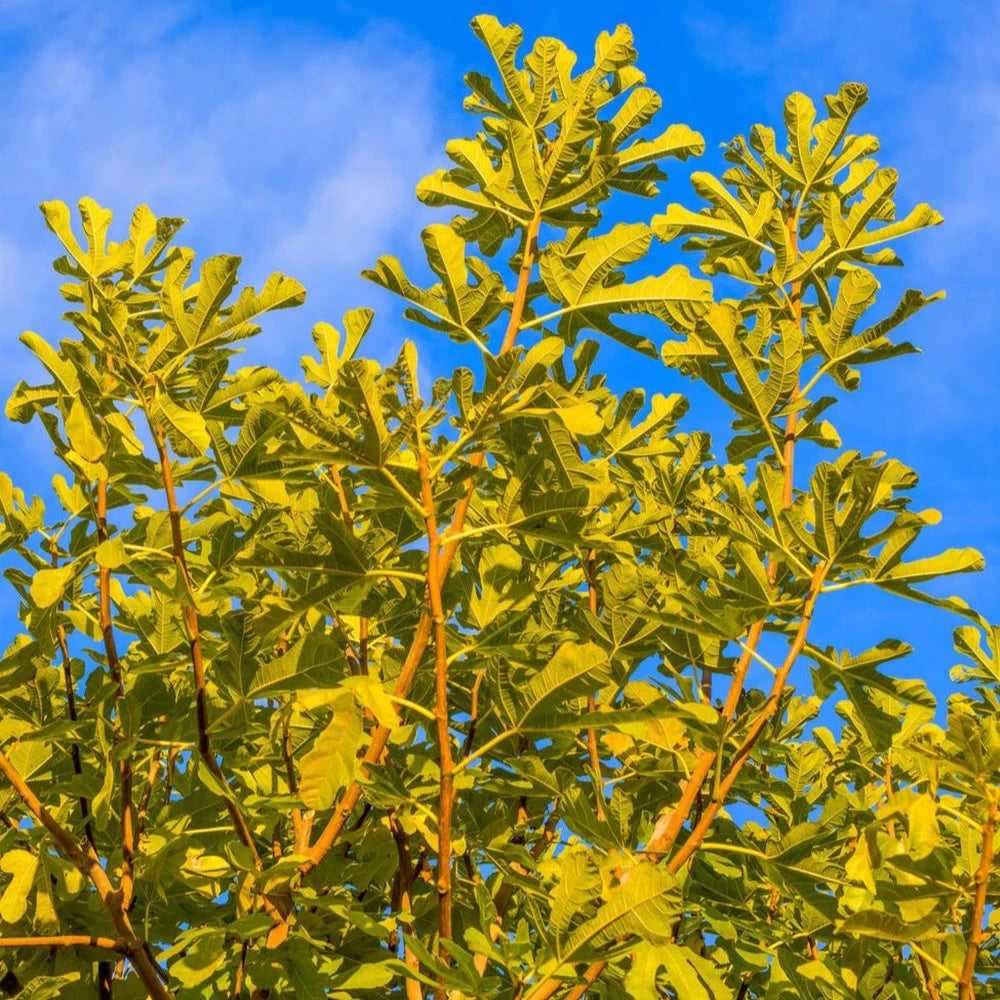 Smochin Brogiotto Bianco, Ficus Carica