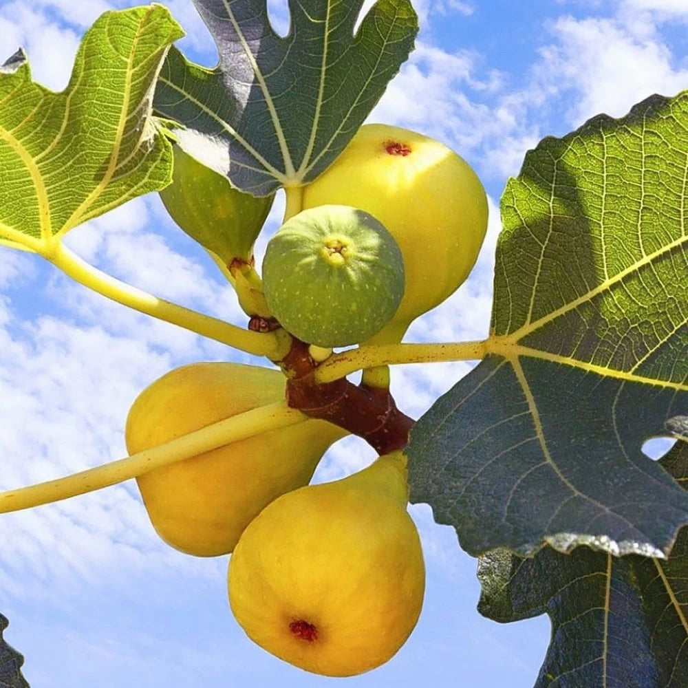 Smochin Brogiotto Bianco, Ficus Carica