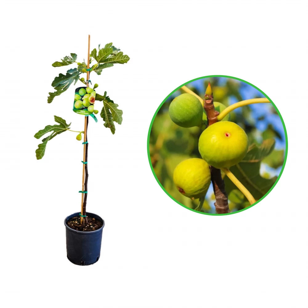 Smochin Brogiotto Bianco, Ficus Carica