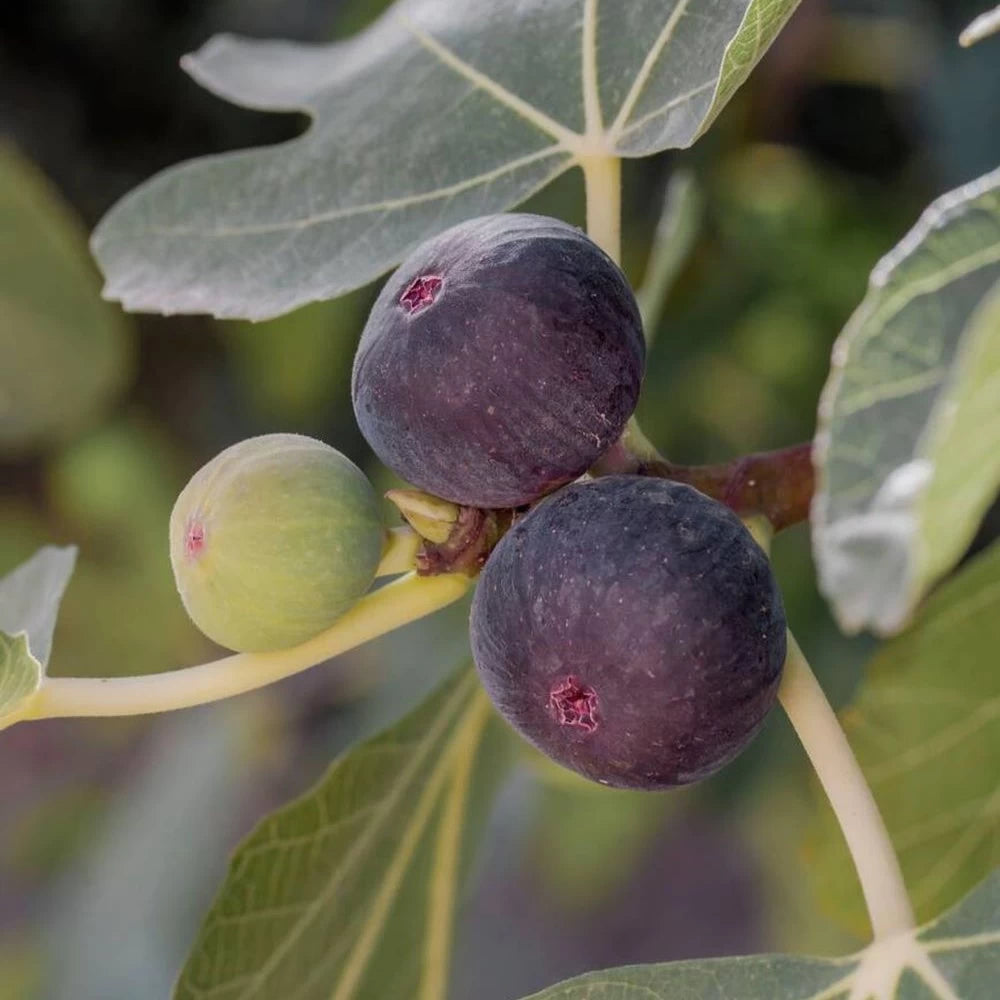 Smochin Brogiotto Nero, Ficus Carica