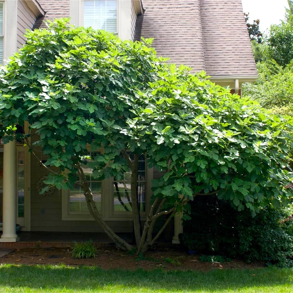Smochin Brogiotto Nero, Ficus Carica