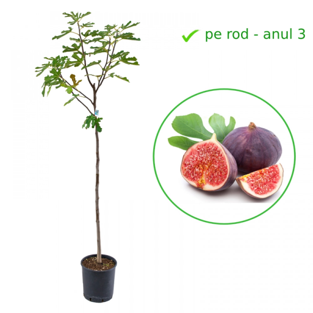 Smochin Brown Turkey, Ficus Carica