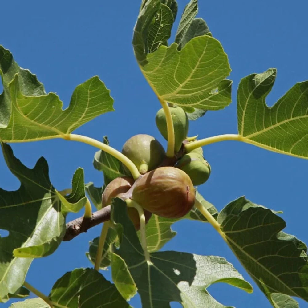 Smochin Brown Turkey, Ficus Carica