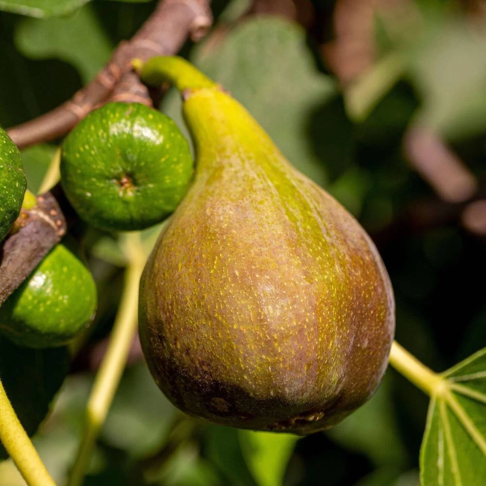 Smochin Brown Turkey, Ficus Carica