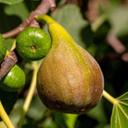 Smochin Brown Turkey, Ficus Carica