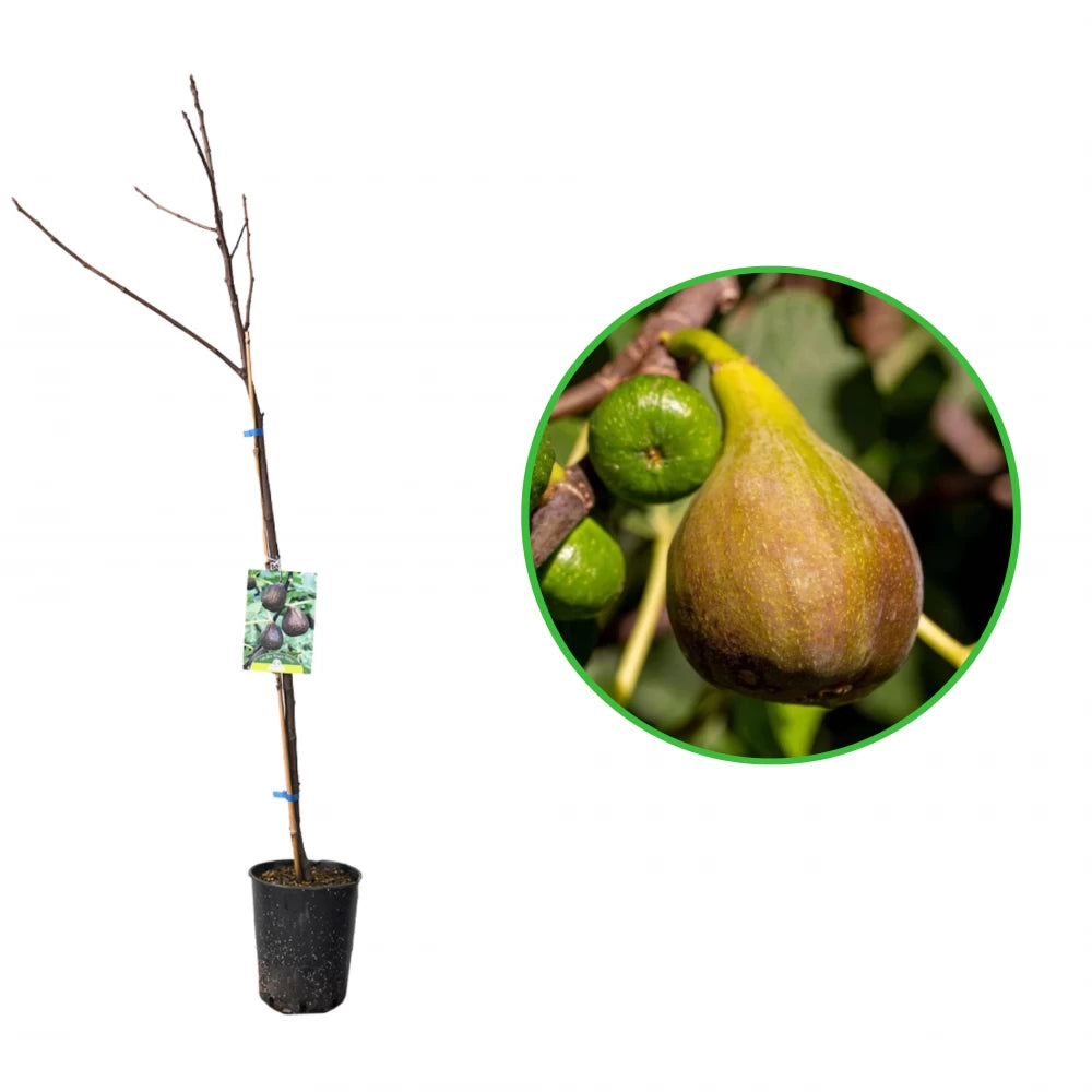 Smochin Brown Turkey, Ficus Carica