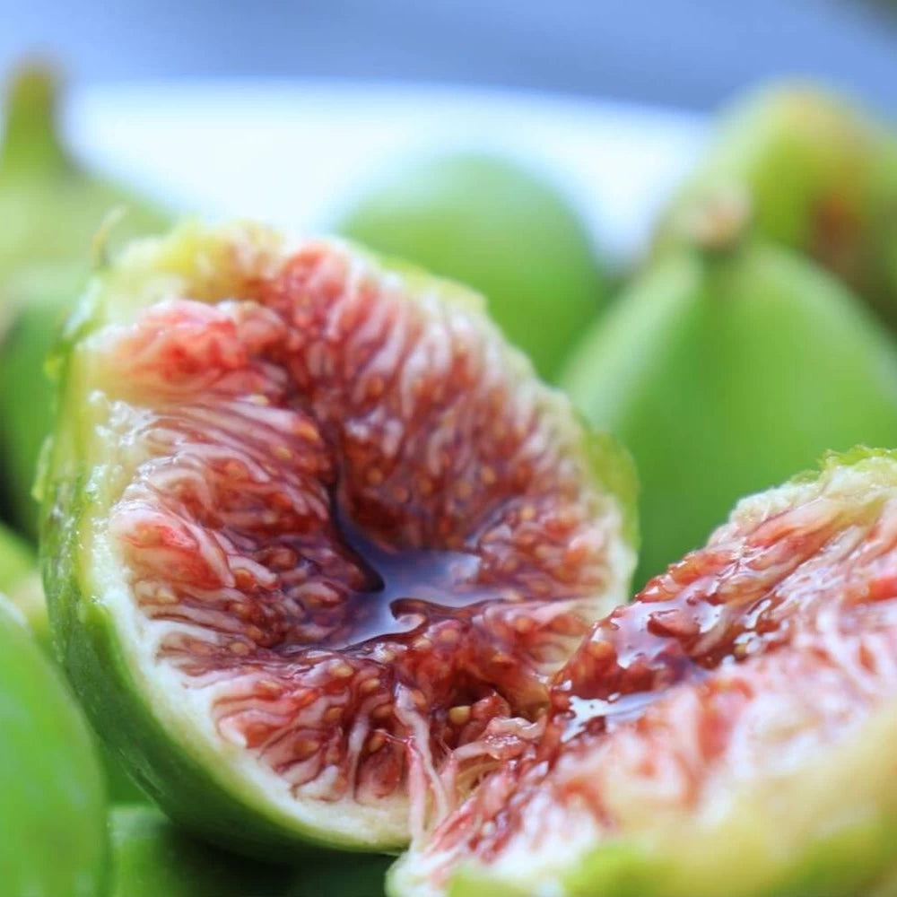 Smochin Dalmatie, Ficus Carica
